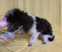 Too Sweet, a female Poodle - Toy  for sale in Dandridge, TN – Photo 2 of 6