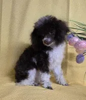 Too Sweet, a female Poodle - Toy  for sale in Dandridge, TN – Photo 3 of 6