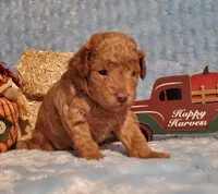 Truffles Red, a male Poodle - Toy  for sale in Dandridge, TN – Photo 3 of 4