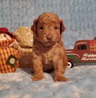 Truffles Red, a male Poodle - Toy  for sale in Dandridge, TN – Photo 4 of 4