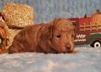 Truffles Red, a male Poodle - Toy  for sale in Dandridge, TN – Photo 2 of 4