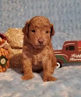 Truffles Red, a male Poodle - Toy  for sale in Dandridge, TN – Photo 1 of 4