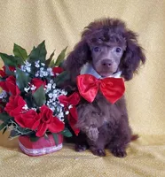AKC Brown Male, a male Poodle - Toy  for sale in Dandridge, TN – Photo 1 of 3