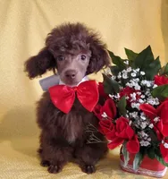 AKC Brown Male, a male Poodle - Toy  for sale in Dandridge, TN – Photo 3 of 3