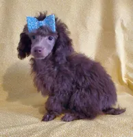 AKC Brown Male, a male Poodle - Toy  for sale in Dandridge, TN – Photo 2 of 3