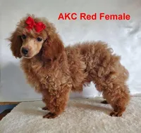Candy's Red Female, a female Poodle - Toy  for sale in Dandridge, TN – Photo 4 of 7