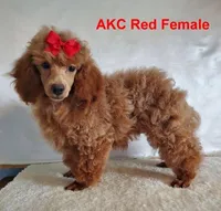 Candy's Red Female, a female Poodle - Toy  for sale in Dandridge, TN – Photo 2 of 7