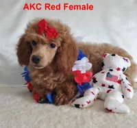 Candy's Red Female, a female Poodle - Toy  for sale in Dandridge, TN – Photo 6 of 7
