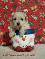 AKC Cream, a male Poodle - Toy  for sale in Dandridge, TN – Photo 2 of 4