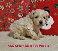 AKC Cream, a male Poodle - Toy  for sale in Dandridge, TN – Photo 3 of 4