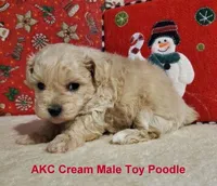 AKC Cream, a male Poodle - Toy  for sale in Dandridge, TN – Photo 4 of 4