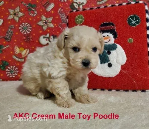 AKC Cream