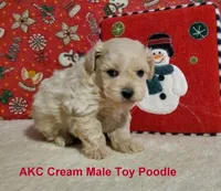 AKC Cream, a male Poodle - Toy  for sale in Dandridge, TN – Photo 1 of 4