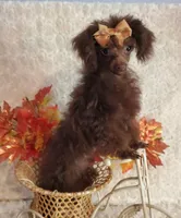 T-Cup Brown, a male Poodle - Toy  for sale in Dandridge, TN – Photo 2 of 5