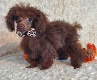 T-Cup Brown, a male Poodle - Toy  for sale in Dandridge, TN – Photo 5 of 5