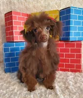 T-Cup Brown, a male Poodle - Toy  for sale in Dandridge, TN – Photo 3 of 5