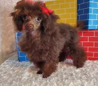 T-Cup Brown, a male Poodle - Toy  for sale in Dandridge, TN – Photo 1 of 5