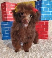 T-Cup Brown, a male Poodle - Toy  for sale in Dandridge, TN – Photo 4 of 5