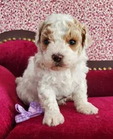 Red & White Maltipoo #2, a male Maltipoo for sale in Dandridge, TN – Photo 1 of 4