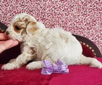 Red & White Maltipoo #2, a male Maltipoo for sale in Dandridge, TN – Photo 3 of 4