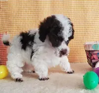 Brown Parti #1, a male Poodle - Toy  for sale in Dandridge, TN – Photo 7 of 7