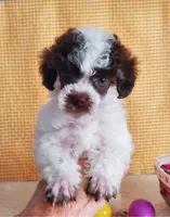 Brown Parti #1, a male Poodle - Toy  for sale in Dandridge, TN – Photo 6 of 7