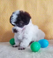 Brown Parti #1, a male Poodle - Toy  for sale in Dandridge, TN – Photo 2 of 7