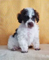 Brown Parti #1, a male Poodle - Toy  for sale in Dandridge, TN – Photo 5 of 7