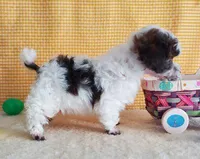 Brown Parti #1, a male Poodle - Toy  for sale in Dandridge, TN – Photo 4 of 7