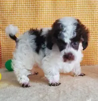 Brown Parti #1, a male Poodle - Toy  for sale in Dandridge, TN – Photo 1 of 7