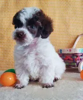 Brown Parti #1, a male Poodle - Toy  for sale in Dandridge, TN – Photo 3 of 7