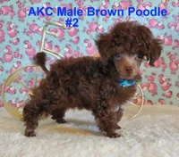 Brown M2 AKC (Emmy), a male Poodle - Toy  for sale in Dandridge, TN – Photo 1 of 4