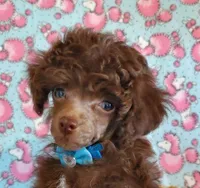 Brown M2 AKC (Emmy), a male Poodle - Toy  for sale in Dandridge, TN – Photo 3 of 4