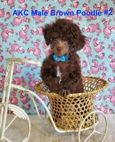 Brown M2 AKC (Emmy), a male Poodle - Toy  for sale in Dandridge, TN – Photo 2 of 4