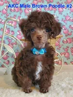 Brown M2 AKC (Emmy), a male Poodle - Toy  for sale in Dandridge, TN – Photo 4 of 4