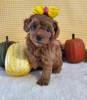 Chanel F2, a female Poodle - Toy  for sale in Dandridge, TN – Photo 1 of 4