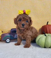 Chanel F2, a female Poodle - Toy  for sale in Dandridge, TN – Photo 2 of 4