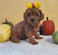 Chanel F2, a female Poodle - Toy  for sale in Dandridge, TN – Photo 4 of 4