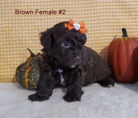 Brown F #2, a female Poodle - Toy  for sale in Dandridge, TN – Photo 1 of 2