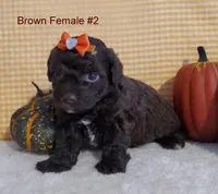 Brown F #2, a female Poodle - Toy  for sale in Dandridge, TN – Photo 2 of 2