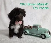 REDUCED! Brown #1, a male Poodle - Toy  for sale in Dandridge, TN – Photo 3 of 5