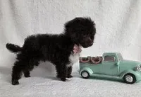 REDUCED! Brown #1, a male Poodle - Toy  for sale in Dandridge, TN – Photo 4 of 5