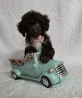 REDUCED! Brown #1, a male Poodle - Toy  for sale in Dandridge, TN – Photo 5 of 5