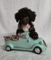 REDUCED! Brown #1, a male Poodle - Toy  for sale in Dandridge, TN – Photo 1 of 5