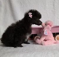 Gorgeous Brown, a female Poodle - Toy  for sale in Dandridge, TN – Photo 4 of 5