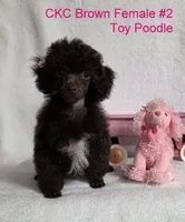 Gorgeous Brown, a female Poodle - Toy  for sale in Dandridge, TN – Photo 3 of 5