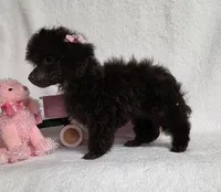 Gorgeous Brown, a female Poodle - Toy  for sale in Dandridge, TN – Photo 2 of 5