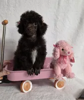Gorgeous Brown, a female Poodle - Toy  for sale in Dandridge, TN – Photo 5 of 5