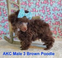 Brown M3 AKC (Emmy), a male Poodle - Toy  for sale in Dandridge, TN – Photo 2 of 4