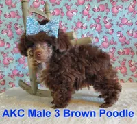 Brown M3 AKC (Emmy), a male Poodle - Toy  for sale in Dandridge, TN – Photo 4 of 4